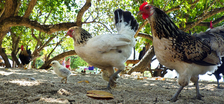 Chicken Family