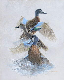 blue-winged teal