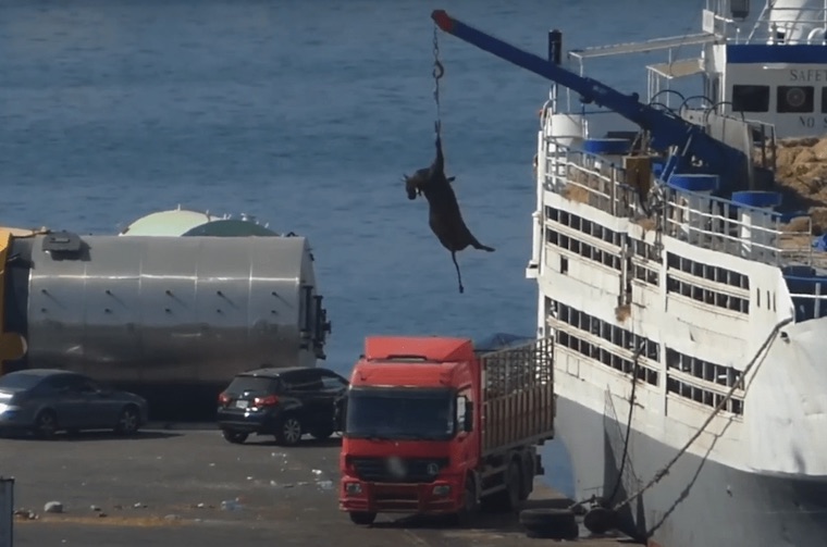 hoisting a Cow