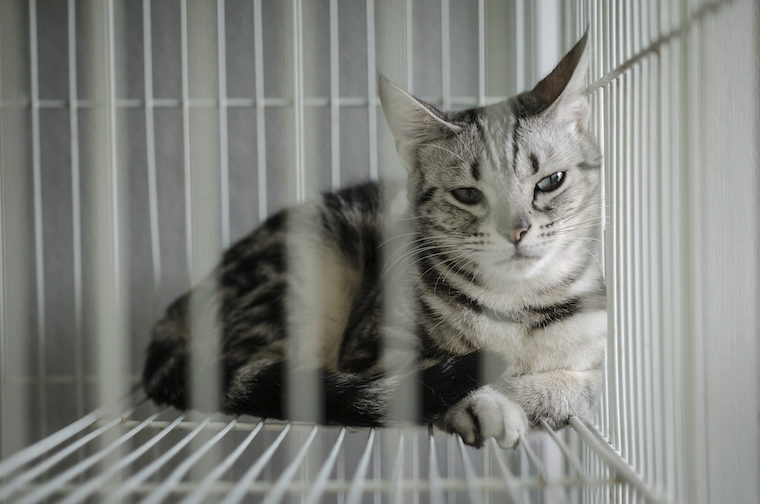 Caged Cat