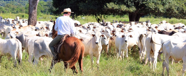 Cowboy and Cattle