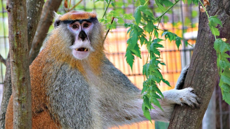 Patas Monkey