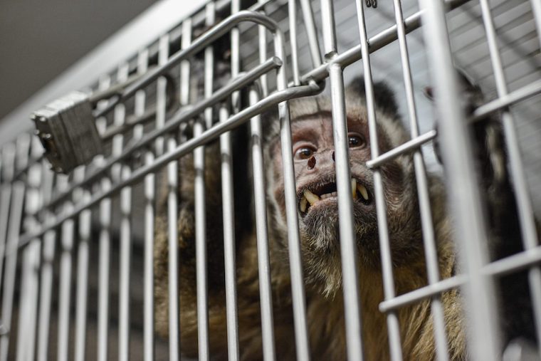 caged Primate