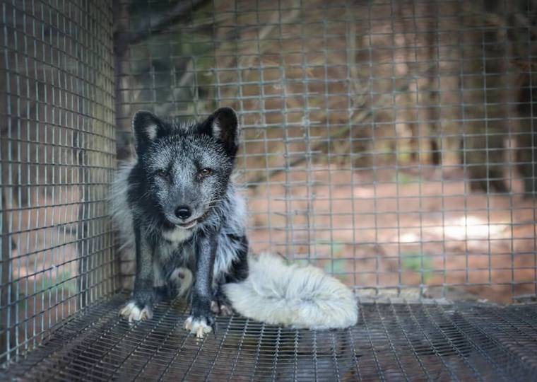 fur cruelty