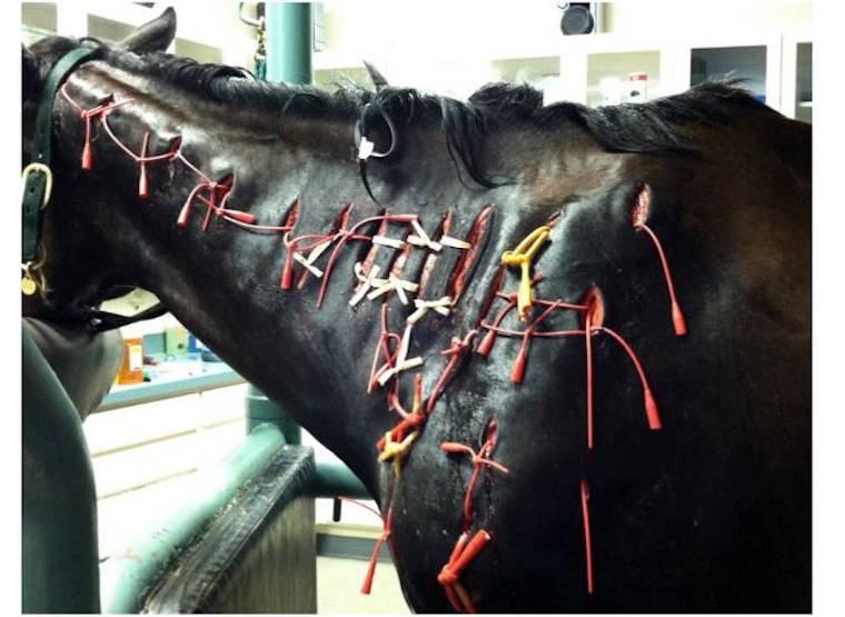 drugged racehorse