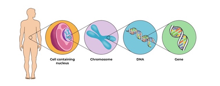 cells genes