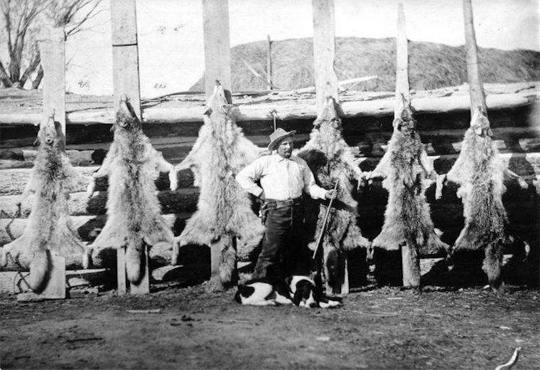 murdered Wolves