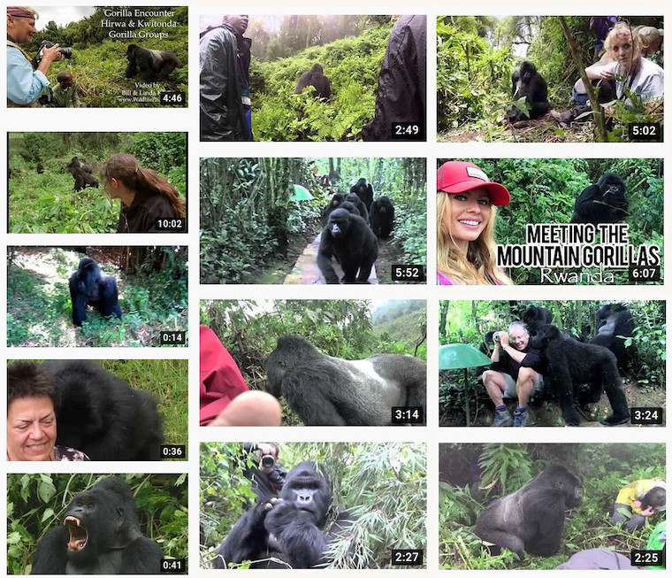 Mountain Gorillas