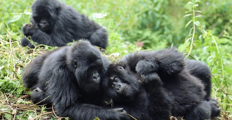 Mountain Gorillas