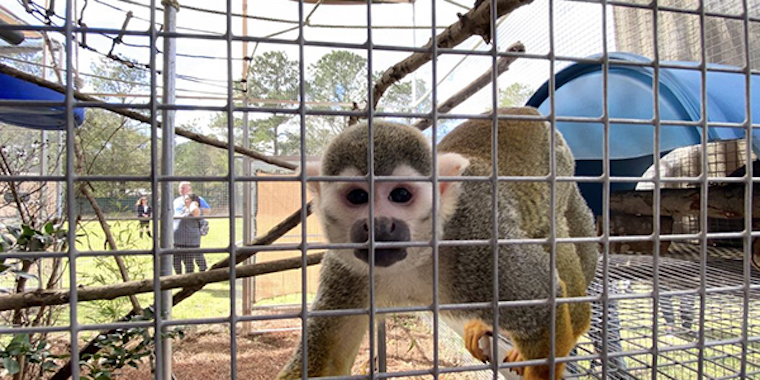Squirrel Monkey