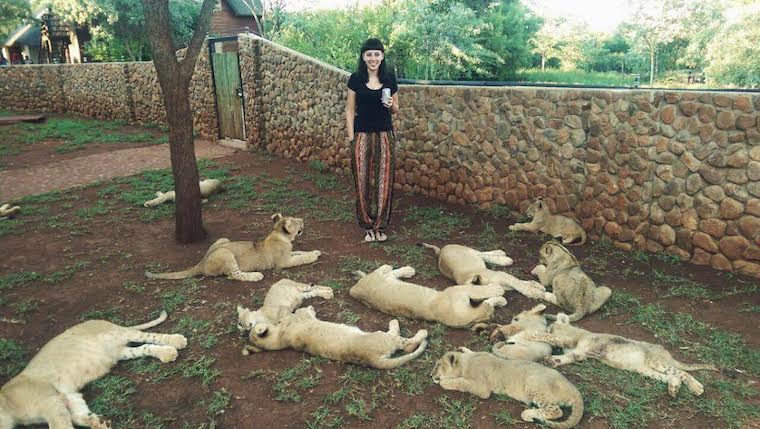 Lion petting zoo