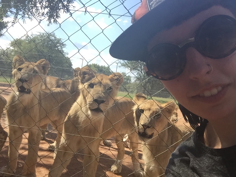 Lion Cubs