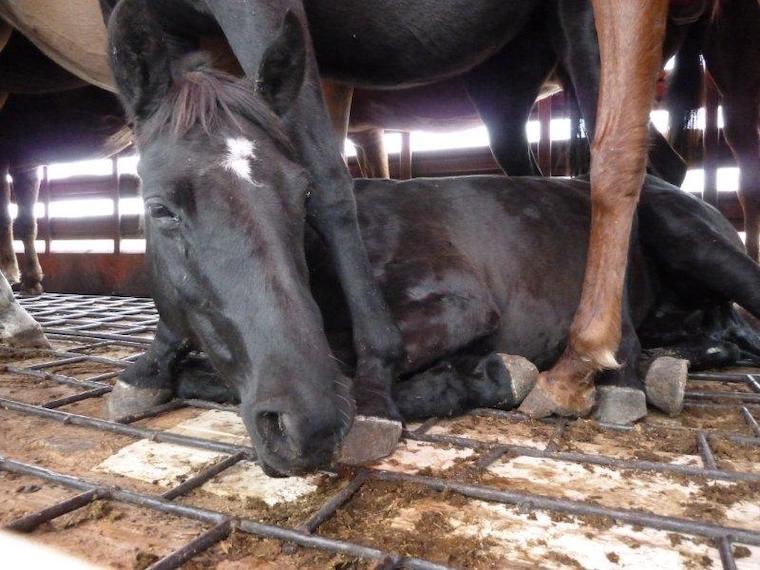 racehorse slaughter