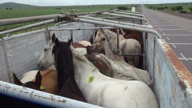 racehorses slaughtered