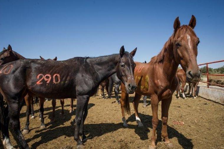racehorses slaughtered