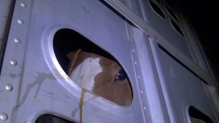 racehorses slaughtered