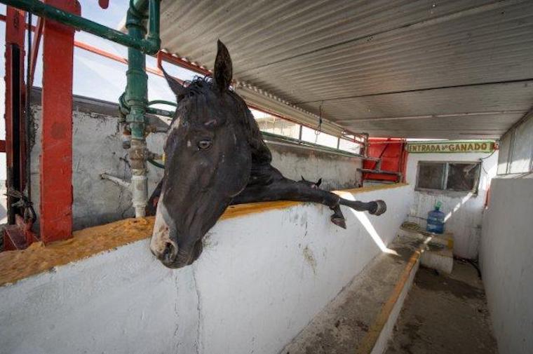 racehorses slaughtered
