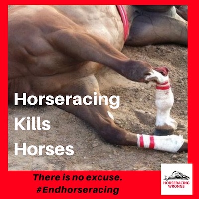 horseracing kills