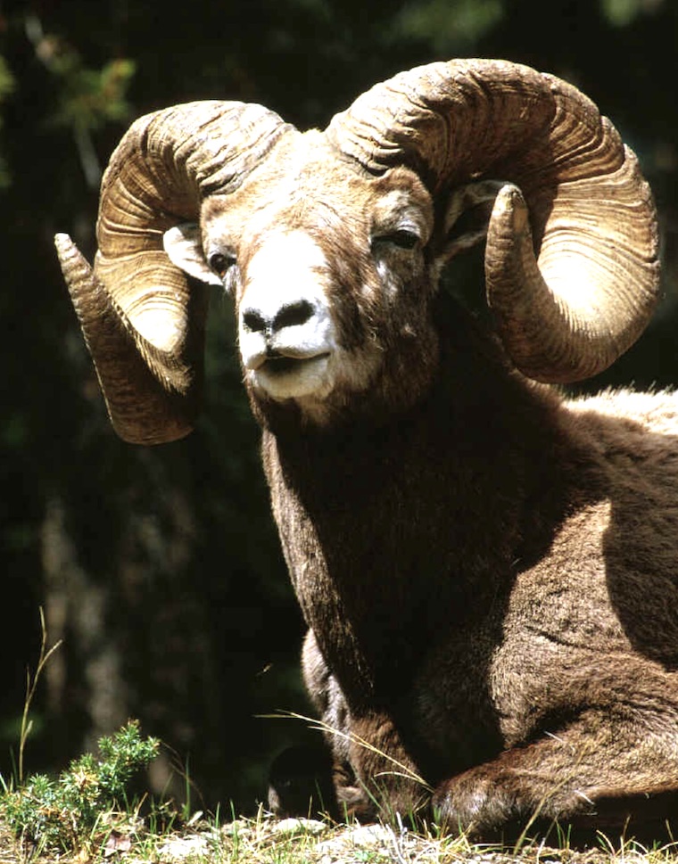 Are US hunters becoming an endangered species?