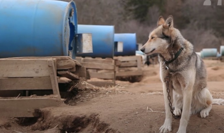 chained sled Dog