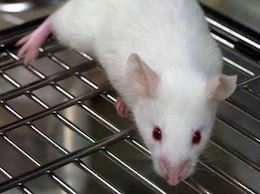 white Mouse