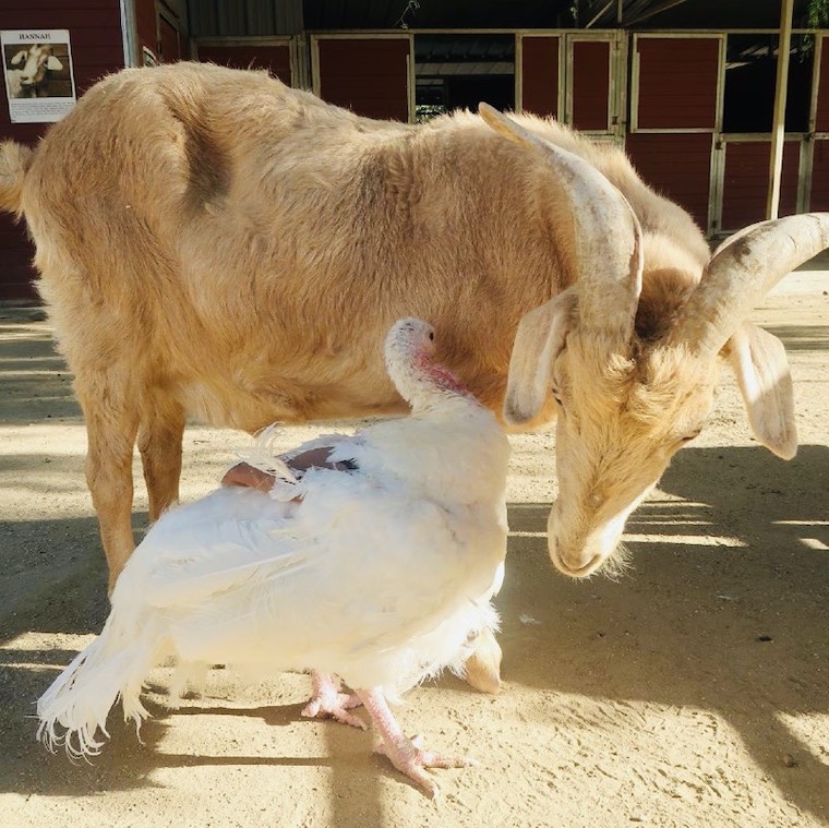 Goat Turkey