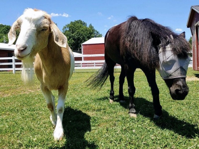Goat Horse