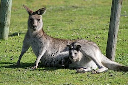 kangaroo joey