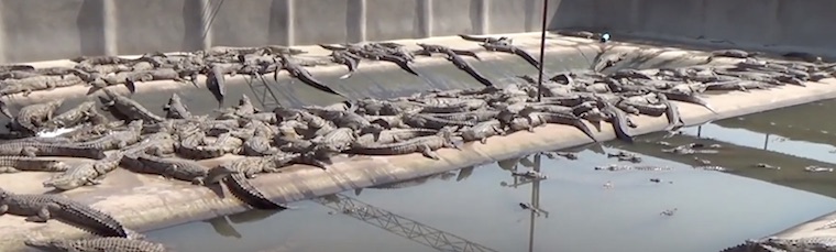 farmed crocodiles