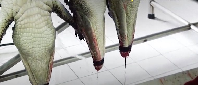 skinned crocodiles