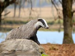 Badger