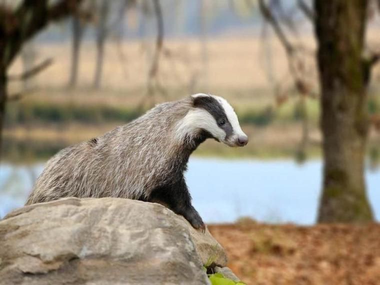 Badger
