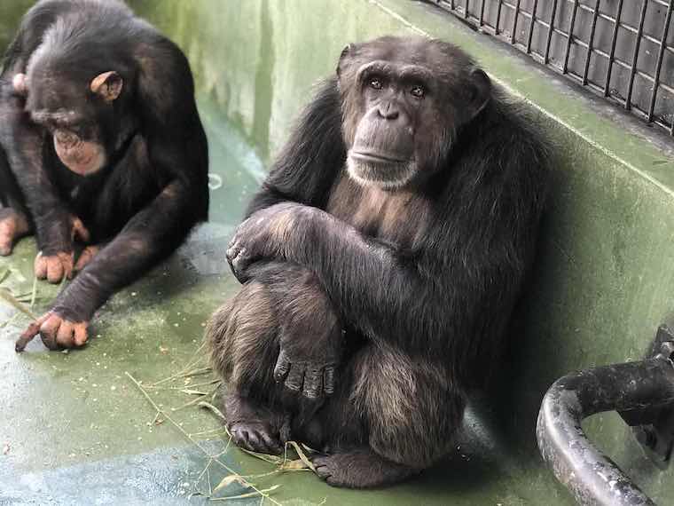 Project Chimp