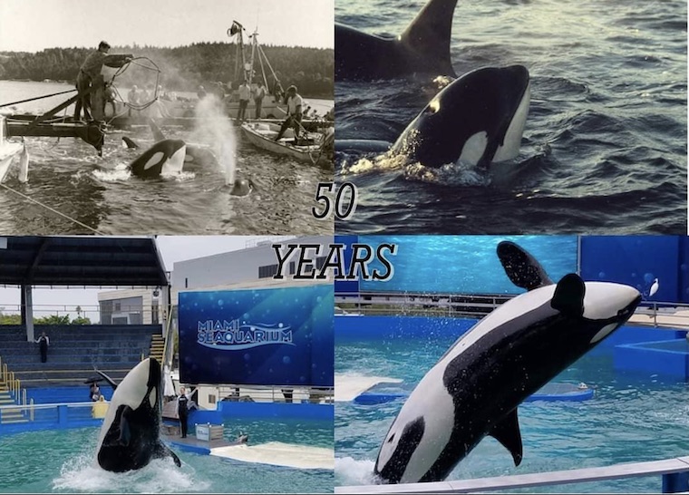 Orca Lolita