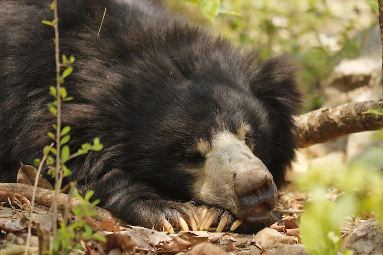 Rescued Bear Ratna