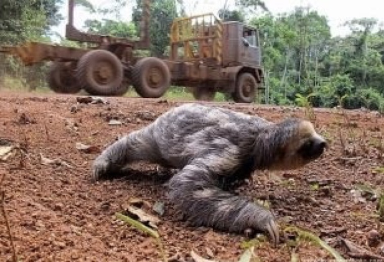 Sloth