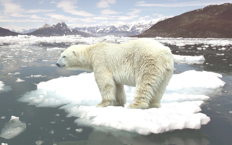 Polar Bear