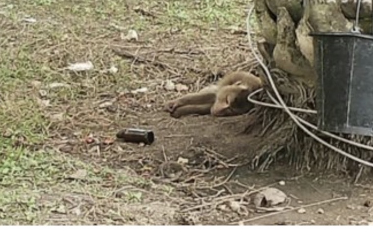 chained Monkey