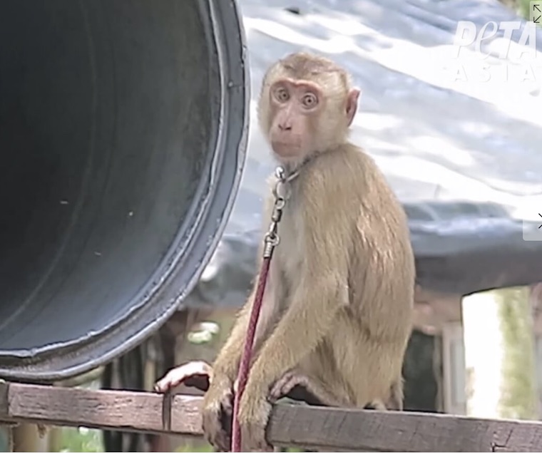 chained Monkey