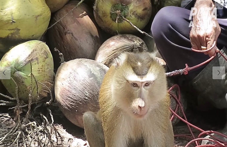 chained Monkey