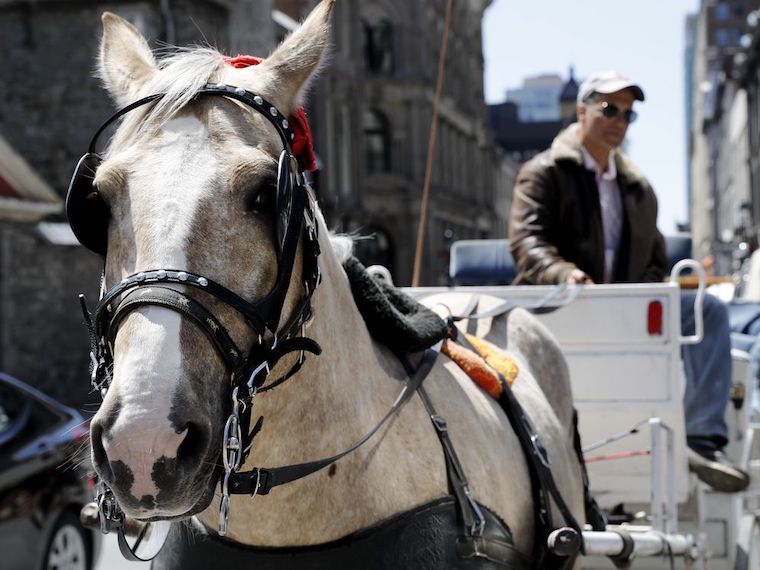 carriage Horse