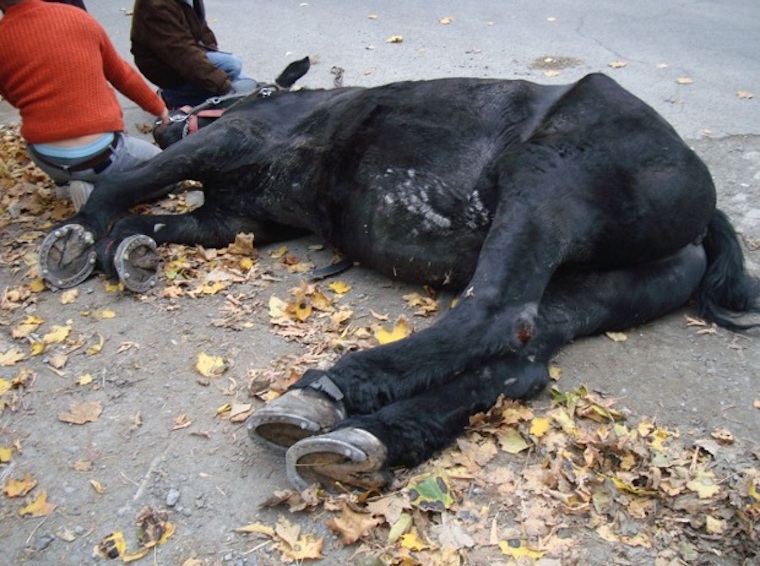 Horse Blackjack