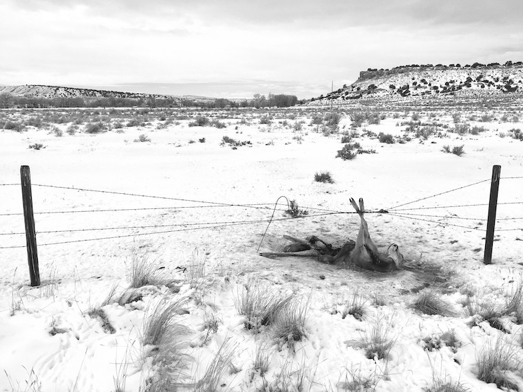 dead Deer