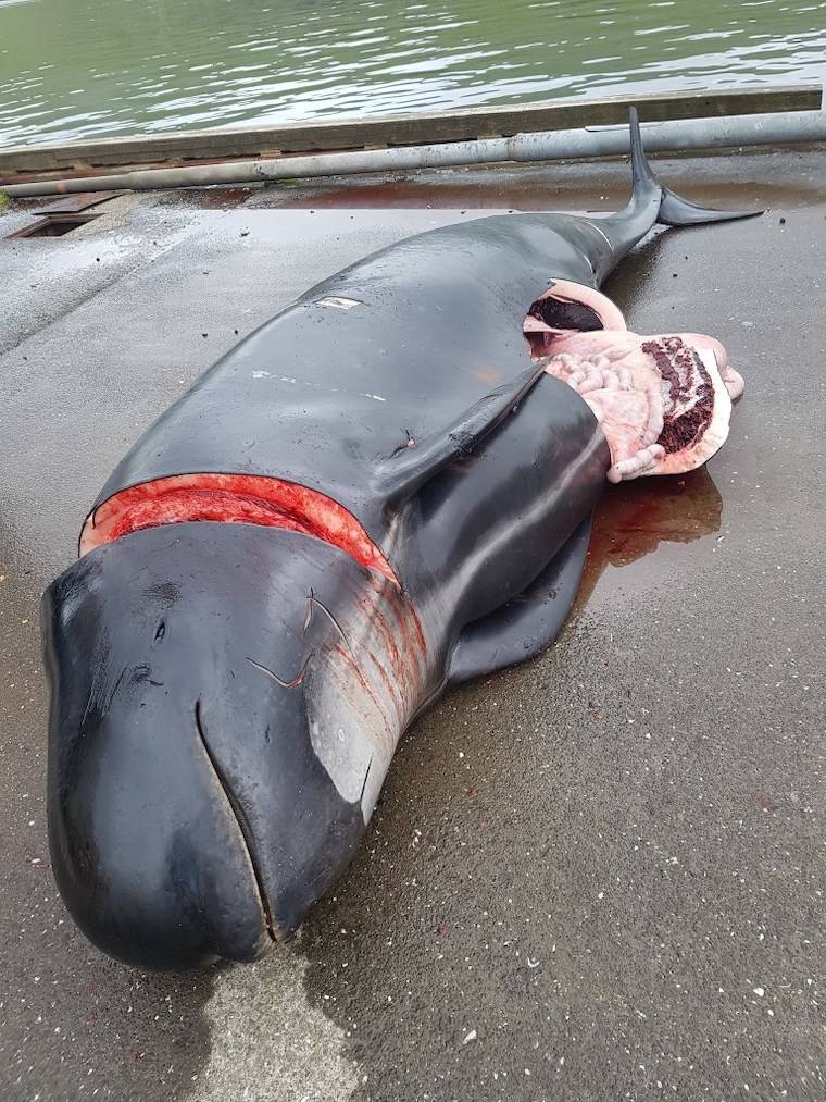 slaughtered whale