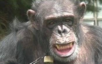 Chimpanzee Kiko