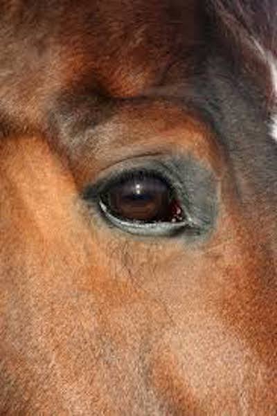 Horse eye