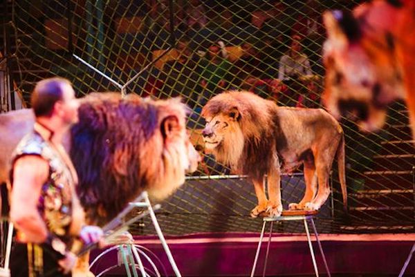 circus Lions