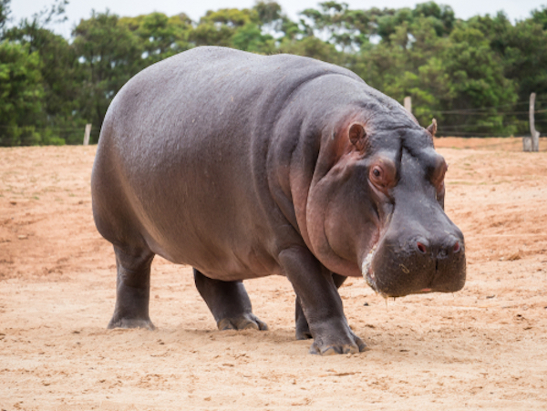 Hippopotamus