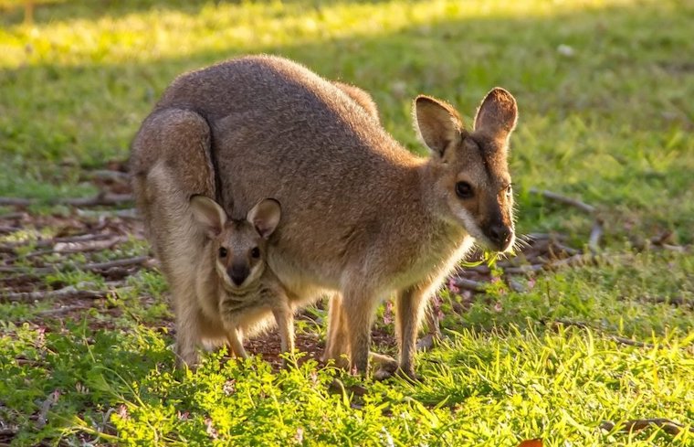 Kangaroo and Joey