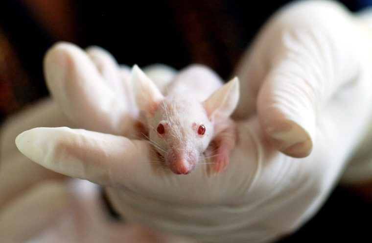 baby Mouse